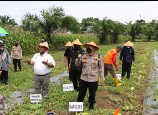Hadiri Undangan Kapolres, Wabup BS Panen Raya Jagung dan Semangka