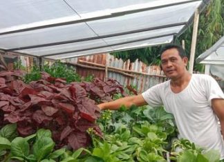 Hidroponik Solusi Bertani di Perkotaan yang Bisa Hasilkan Jutaan Rupiah