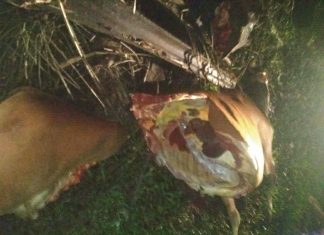 Kejam: Dua Ekor Sapi Dipotong Jadi Enam Desa Talang Padang BS