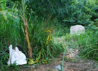Ingin Berhubungan Intim di Semak-Semak, Pelajar Bengkulu Utara Kepergok Warga