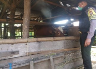 Polres Rejang Lebong Berikan Binluh kepada Warga Cegah Penyakit Mulut dan Kuku Hewan Ternak