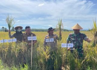Defisit 30 Ribu Ton, Pemerintah Bengkulu Dorong Peningkatan Produksi Padi