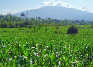 Pemuda Tani asal Kepahiang Manfaatkan Lahan Tidur Jadi Sentra Jagung