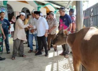 Pemkot Bengkulu Kurban 95 Ekor Hewan Ternak