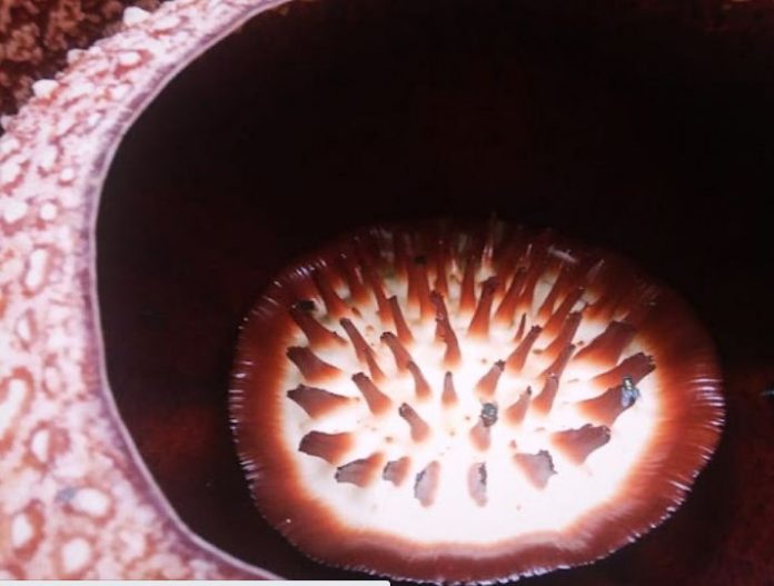 Rafflesia Mekar Foto/Dok Bagus SLE