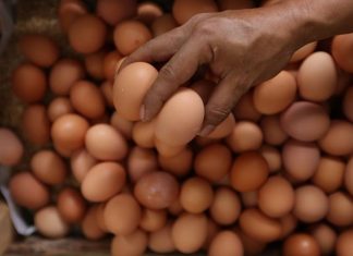 Harga Pakan Mahal Buat Harga Telur di Kota Bengkulu Melambung