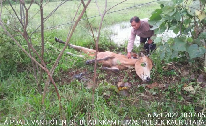 Bersama Satgas, Anggota Bhabinkamtibmas Polres Kaur Binluh PMK