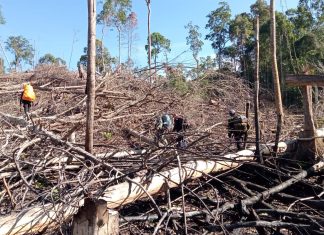 Kehilangan Habitat Hingga 6.358 Ha, Gajah Sumatera di Bengkulu Menuju Kepunahan Habitat Gajah Seblat