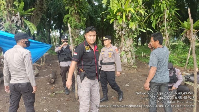 Lawan Perjudian, Polsek Kaur Utara Gerebek Lokasi Sabung Ayam