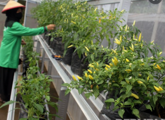 Cegah Inflasi, Canangkan Gerakan Tanam Cabai di Pekarangan Rumah