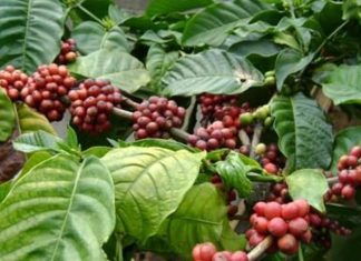 Produk Olahan Kopi Bengkulu Tingkatkan Eksistensinya di Pasar Internasional