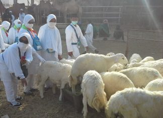 Jama’ah Haji Bayar Dam, INi Waktu dan Nominalnya