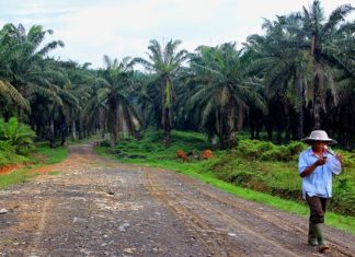 Agar CSR Bisa Dirasakan, Masyarakat Sekitar PT ABS Dukung Aktivitas Usaha Perkebunan
