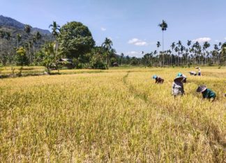 MT-II Sukses Era Bupati Kopli, Mitos Terbantahkan