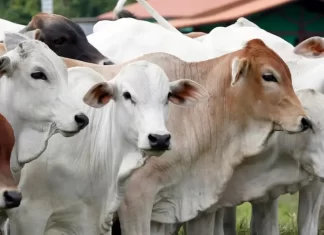 Pemkot Akan Salurkan Sapi Qurban Idul Adha 1444 H, OPD Diminta Berperan Aktif
