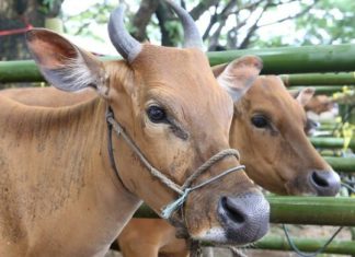 Jelang Idul Adha 1444 H, Stok Hewan Qurban Diharapkan Meningkat