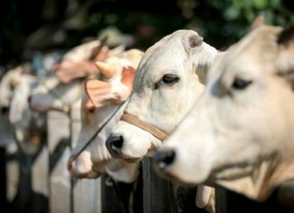 Pemkot Kurban 52 Sapi dan 9 Kambing, Disalurkan ke Berbagai Masjid