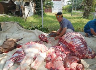 PT Angkasa Pura II Qurban 3 Ekor Sapi dan 1 Kambing