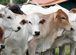 Idul Adha 1444 H, Jumlah Hewan Qurban Meningkat di Provinsi Bengkulu Tembus 9.933 Ekor