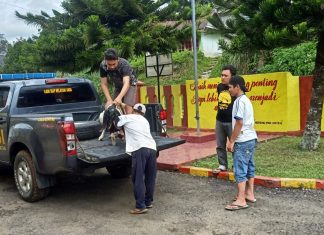 Curi Kambing Menggunakan Mobil APV, Pelaku Diringkus Polres Lebong
