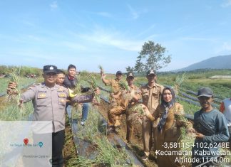 Dukung Program Masyarakat, Bhabinkamtibmas Hadiri Panen Raya Bawang