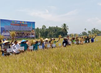 Sukses MT-II, 5 Desa di Lebong Terima Penghargaan Peningkatan Indeks Pertanian Padi