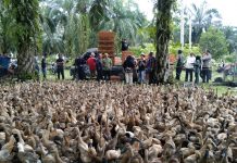 Pemdes Talang Padang di Bengkulu Selatan Bagikan Ribuan Itik Petelor