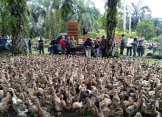 Pemdes Talang Padang di Bengkulu Selatan Bagikan Ribuan Itik Petelor
