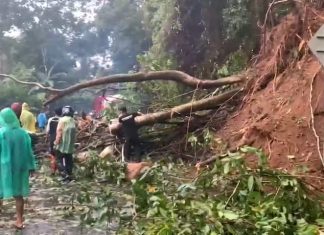 Pohon Tumbang, Jalan Lintas Bengkulu Kepahiang Lumpuh