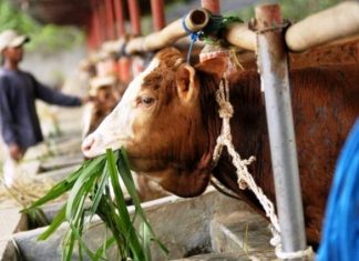 Dinas Pertanian Agam Prediksi Pemotongan Hewan Jelang Idulfitri Capai 676 Ekor