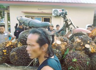 KMS Lakukan Panen Massal, PT. DDP Sebut “Itu Bukan Lahan Garapan, Tapi Lahan Curian”.