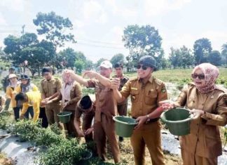 Sekretaris Daerah dan Dinas Pertanian BS Panen Cabai Merah di Halaman Kantor Bupati