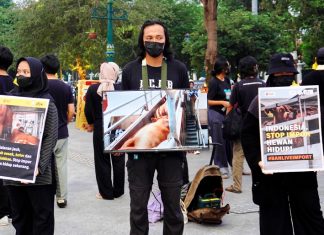Hentikan Impor Hewan Hidup: AFFA, AFJ dan ADSH Lakukan Aksi Solidaritas