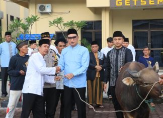 Rayakan Idul Adha, Polda Bengkulu Qurban 28 Ekor Sapi dan 7 Ekor kambing