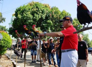 Pameran Ayam Berugo 2024: Langkah Konkret Pelestarian Fauna Langka di Bengkulu