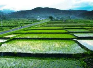 Maksimalkan Produktivitas Padi, Dinas TPHP Provinsi Bengkulu Usulkan 1.800 Hektare Lahan Sawah