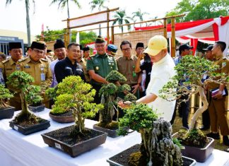 Dukung Program Indonesia Hijau, Komunitas BKKB Gelar Festival Bonsai di Halaman Kantor Gubernur Bengkulu