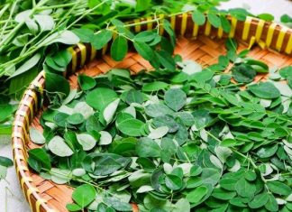 Apakah Daun Kelor Baik untuk Penderita Ginjal? Simak Penjelasannya…