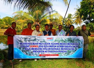 AMBO bersama Kelompok Pembudidayaan Ikan Maju Bersama Kembangkan Budidaya Nila