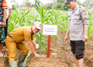 Dukung Swasembada Pangan 2025, Pemkot Bengkulu Tanam 1 Juta Hektare Jagung