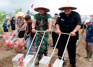 Dukung Swasembada Pangan 2025, Polres dan Pemda Kaur Tanam Jagung 3 Hektar