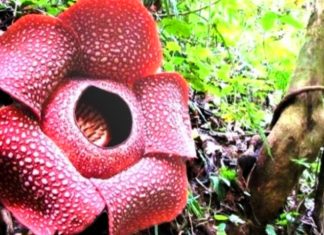 Bunga Rafflesia Mekar, Simbol Kebanggaan Bengkulu Kembali Menyapa