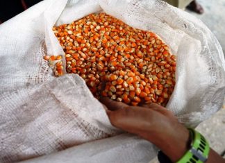 Pemerintah Tetapkan HPP Jagung Rp5.500/Kg, Bulog Siap Serap 1 Juta Ton Panen Raya