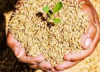 Untuk Ketahanan Pangan, Pemkot Usulkan Kurang Lebih 15 Ton Benih Padi