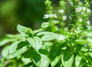 6 Manfaat Daun Kemangi untuk Kesehatan