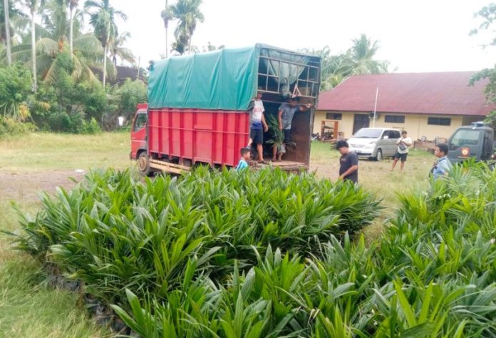 Bibit Sawit Ilegal