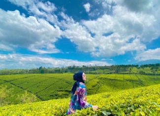 Pesona Kebun Teh Kabawetan, Destinasi Wisata Populer di Bengkulu
