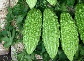 Khasiat Pare: Sayuran Pahit yang Kaya Manfaat untuk Kesehatan