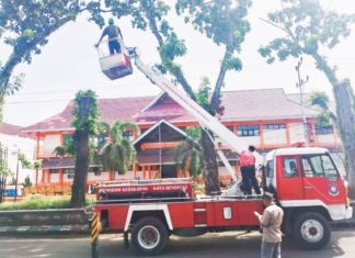 Damkar-DLH Kolaborasi Pangkas Pohon Tinggi di Sepanjang Jl. S.Parman