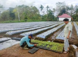 Inovasi PNS Lebong: Budidaya Cabe Merah di Tengah Tugas Birokrasi
